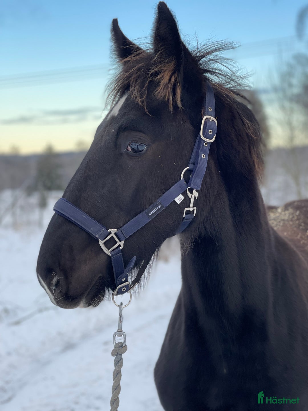 Avelshästar hästar till salu: Fin shire hingst  i Lekeryd - Annons 9