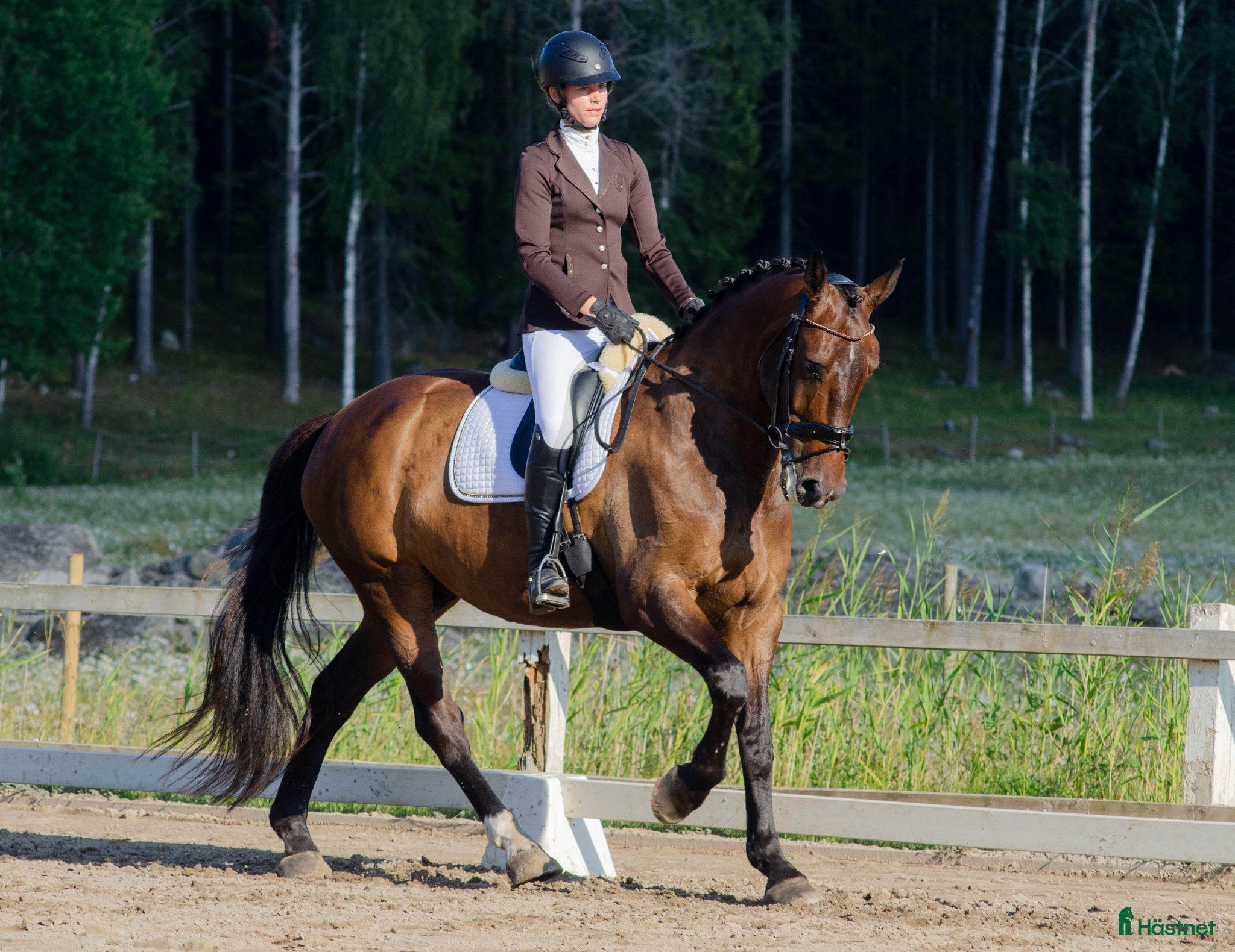  hästar Fin dressyrhäst som älskar att träna - Annons 15