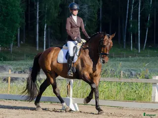 hästar Fin dressyrhäst som älskar att träna - Annons 15