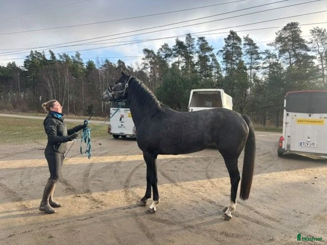 Hoppning hästar till salu: Projekt / Avelsto - Annons 1