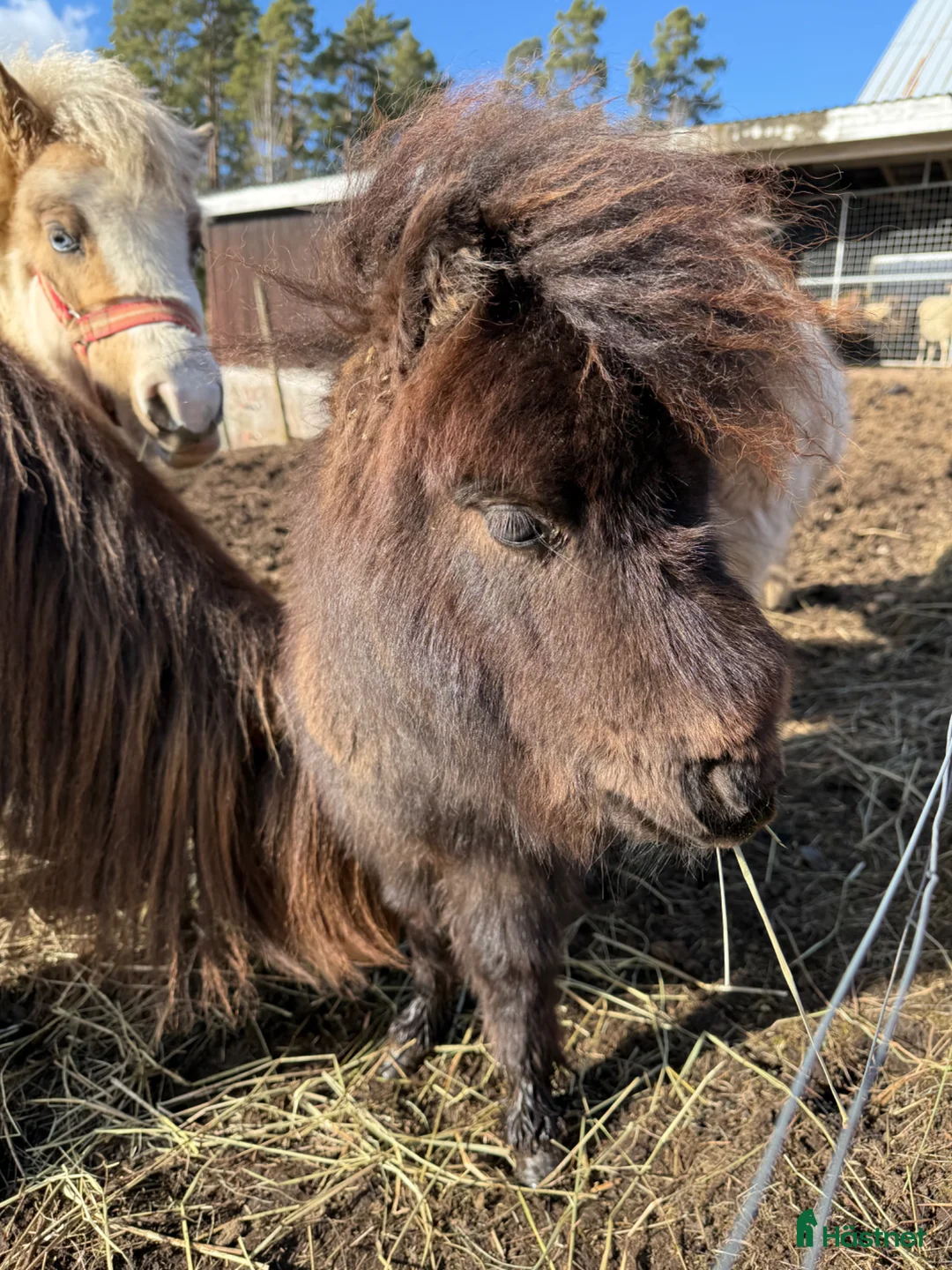 Allround hästar till salu: Falabella  - Annons 2