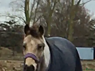 hästar Snäll och trafikvan c-ponny söker nytt hem! i Löddeköpinge - Annons 8