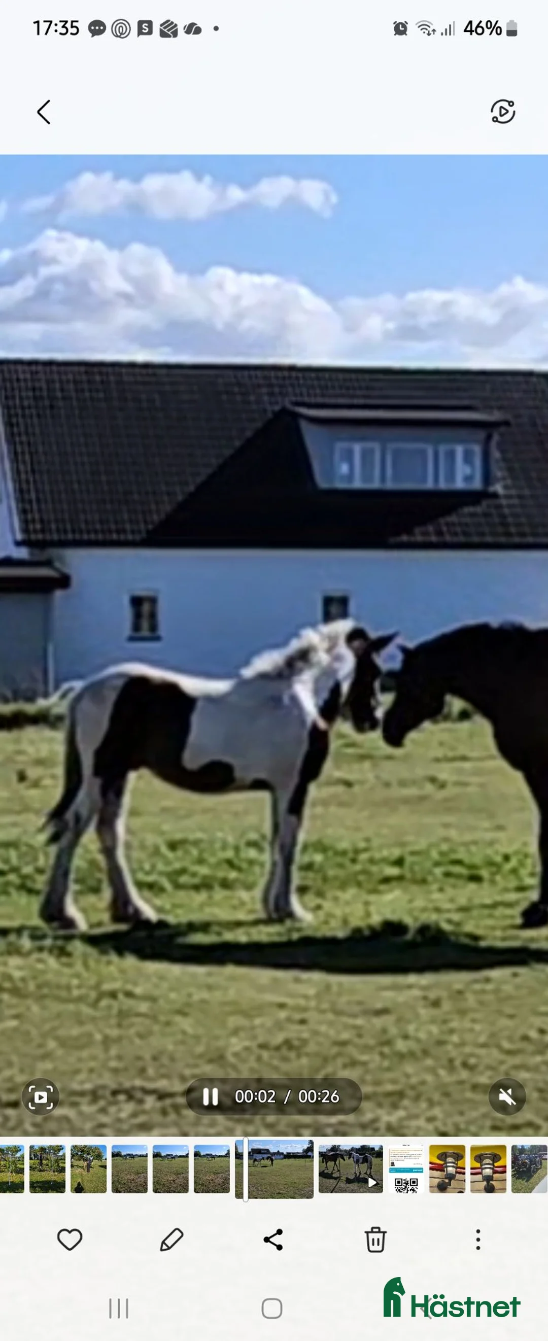 Allround hästar till salu: Snygg supertrevlig valack -24 i Staffanstorp - Annons 4