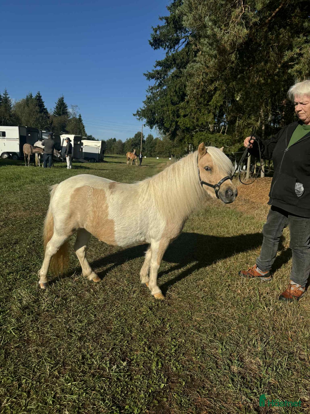Allround hästar till salu: shetland och russ i Virestad - Annons 3