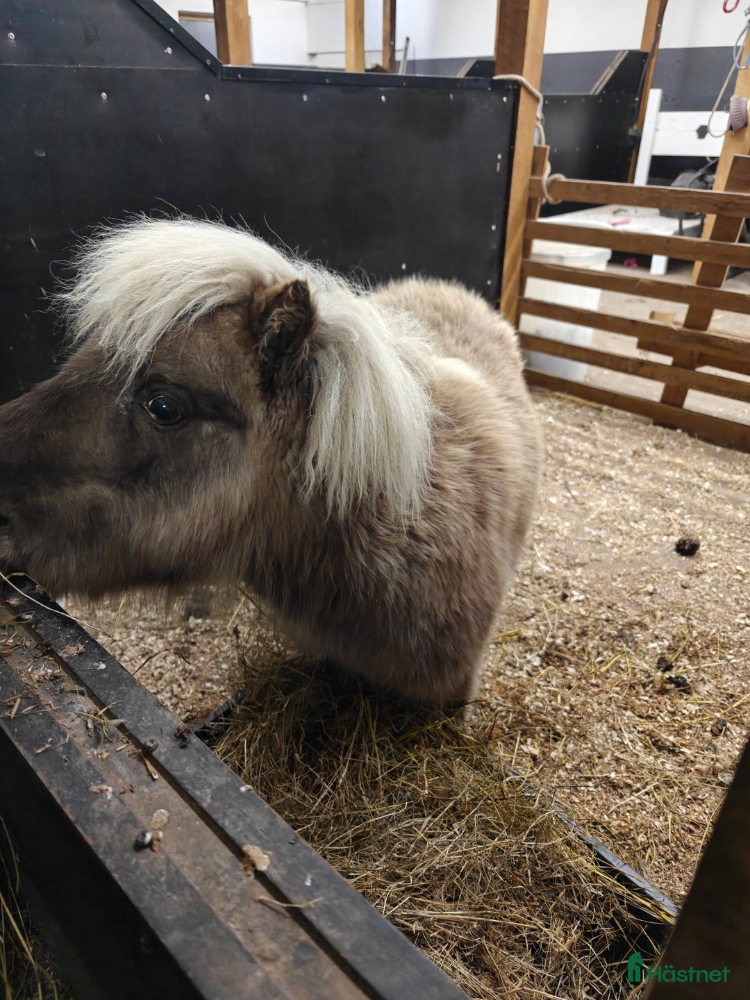 Övrigt hästar till salu: Supersocial Miniatyr i Visingsö - Annons 3