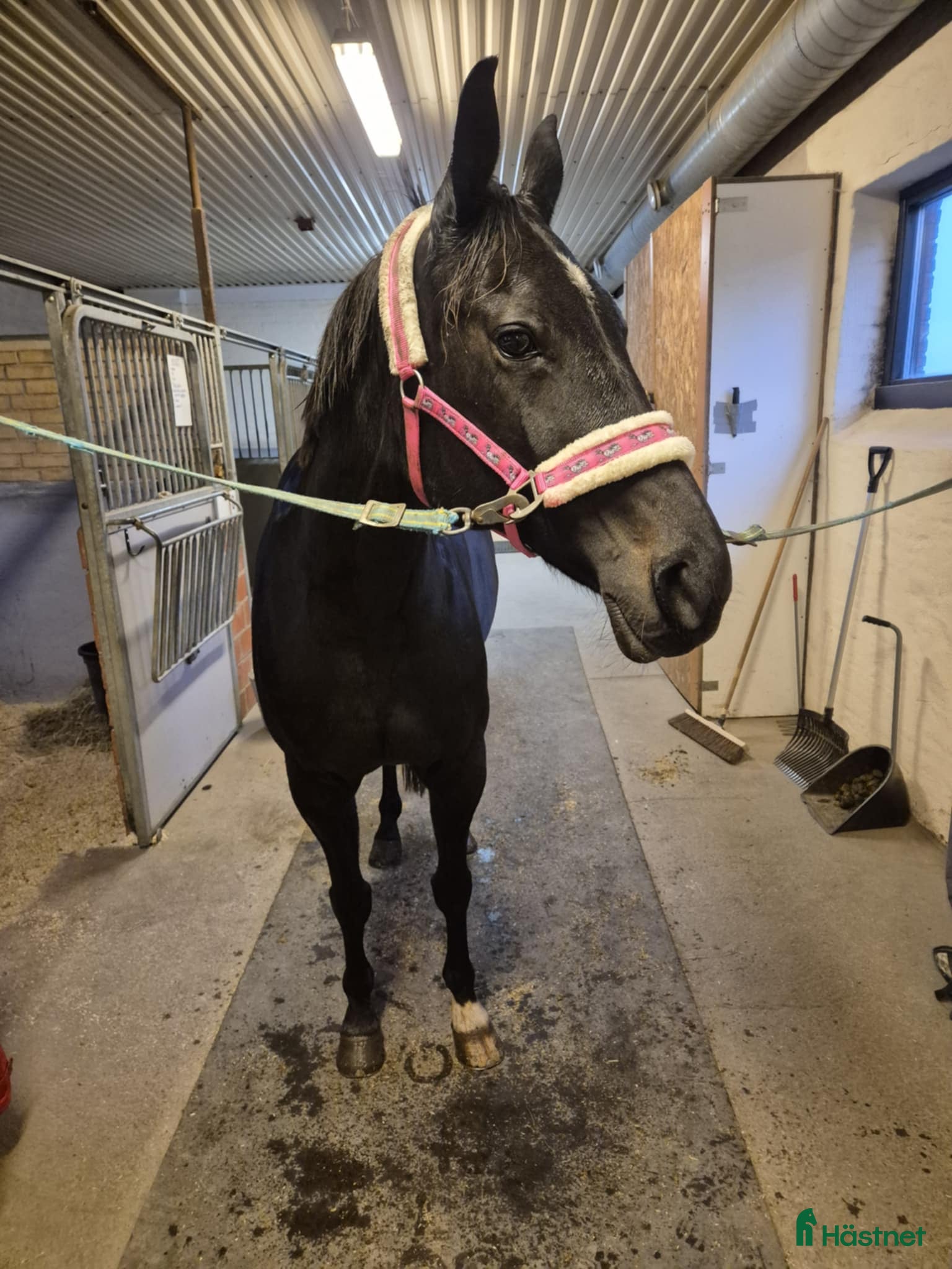  hästar Varmblods travare/ Ridhäst  i Brunflo - Annons 9