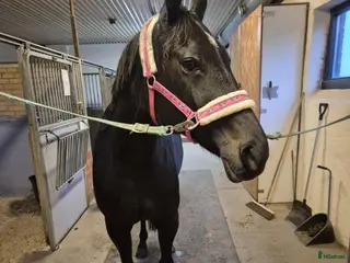 hästar Varmblods travare/ Ridhäst i Brunflo - Annons 9