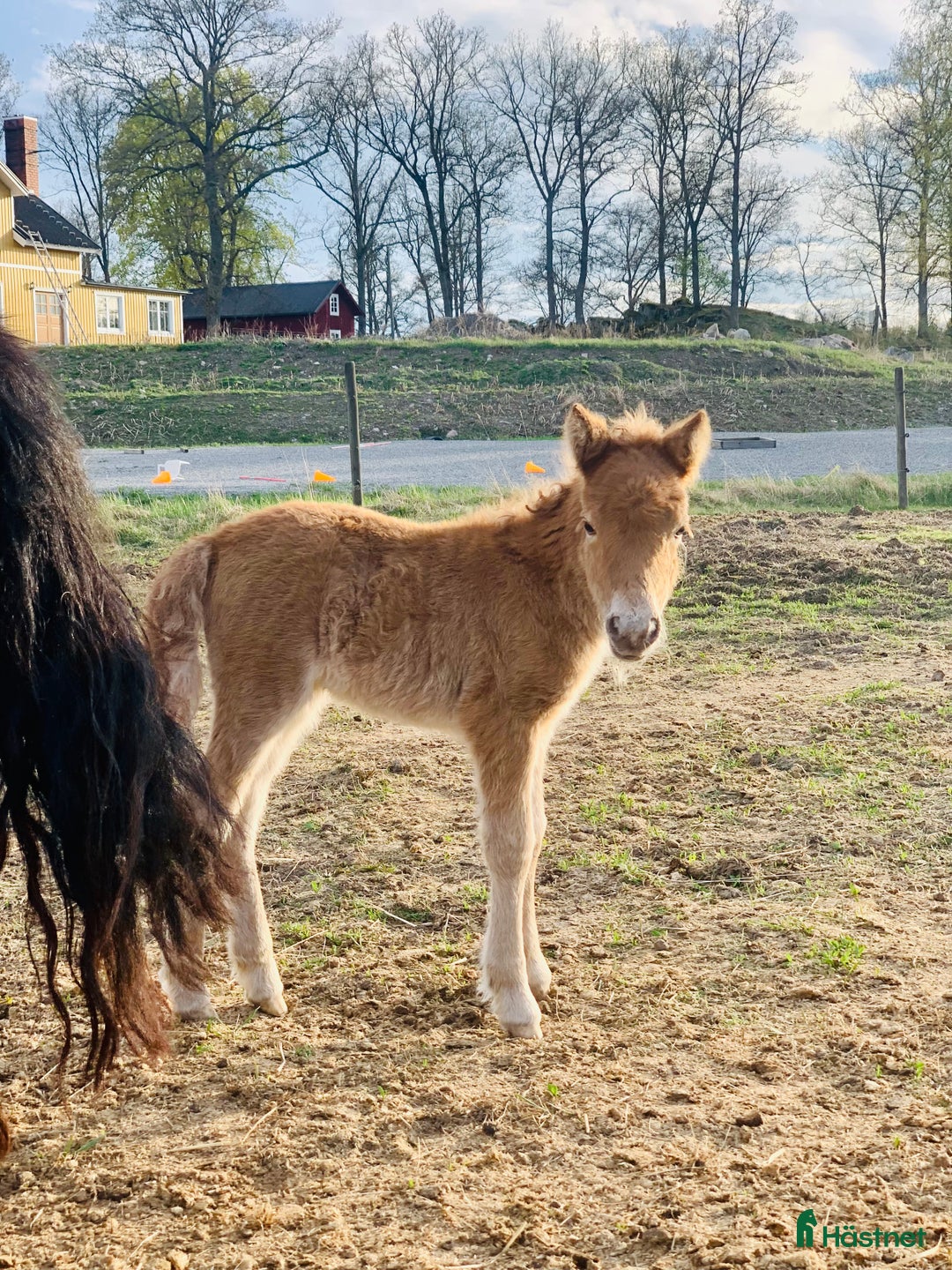 Allround hästar till salu: 2 fina barnvänliga ston i Kolbäck - Annons 7
