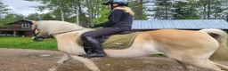 Sällskap hästar till salu: Skogsmulle/tanthäst - Annons 6