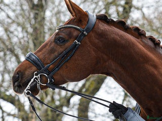 Dressyr hästar till salu: Lovande 7 åring med toppkvalite 🌟 i Bålsta - Annons 2