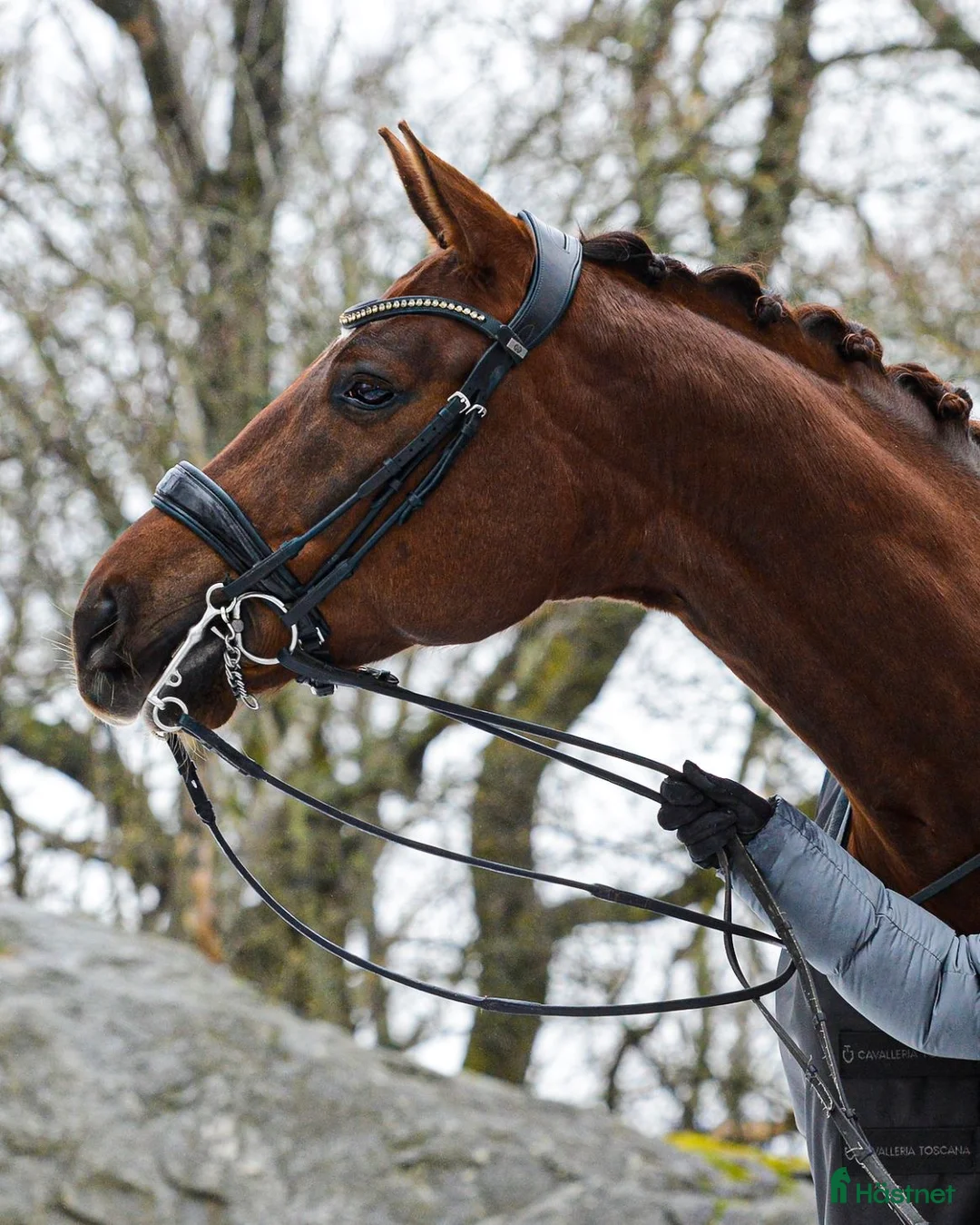 Dressyr hästar till salu: Lovande 7 åring med toppkvalite 🌟 i Bålsta - Annons 1