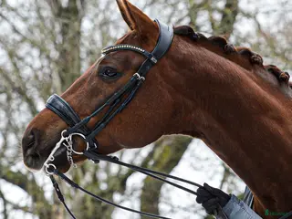hästar Lovande 7 åring med toppkvalite 🌟 - Annons 11