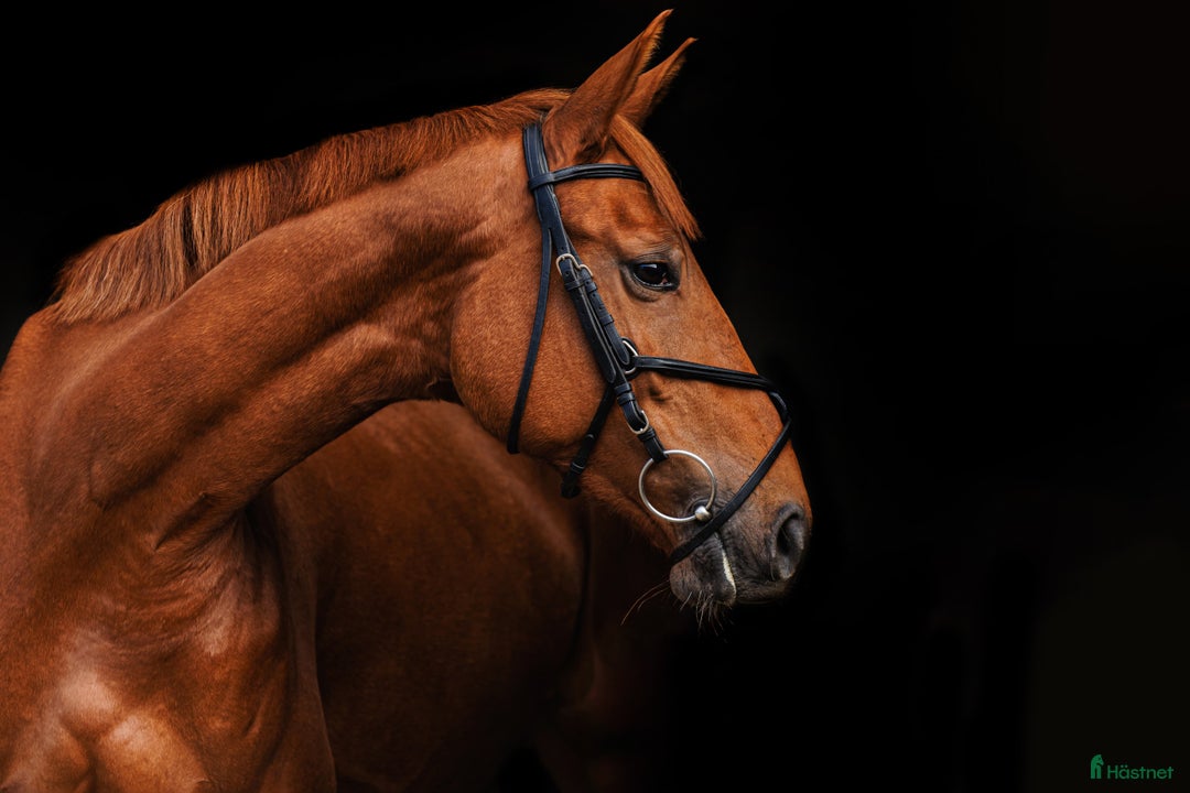 Allround hästar till salu: Stunning mare for showjumping/ dressage/hobby i Ekerö - Annons 5