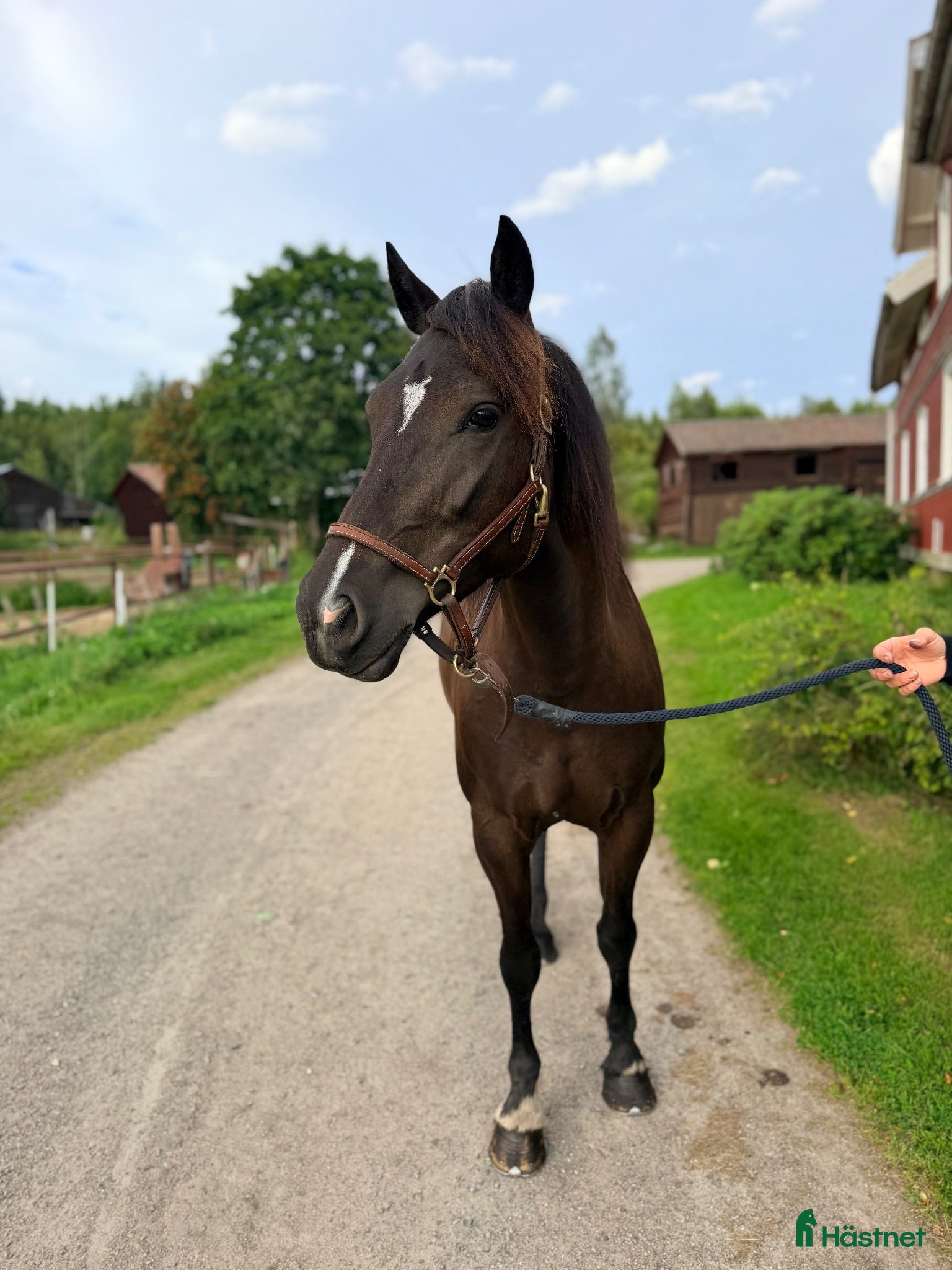  hästar Söta Hanna till salu!  - Annons 1