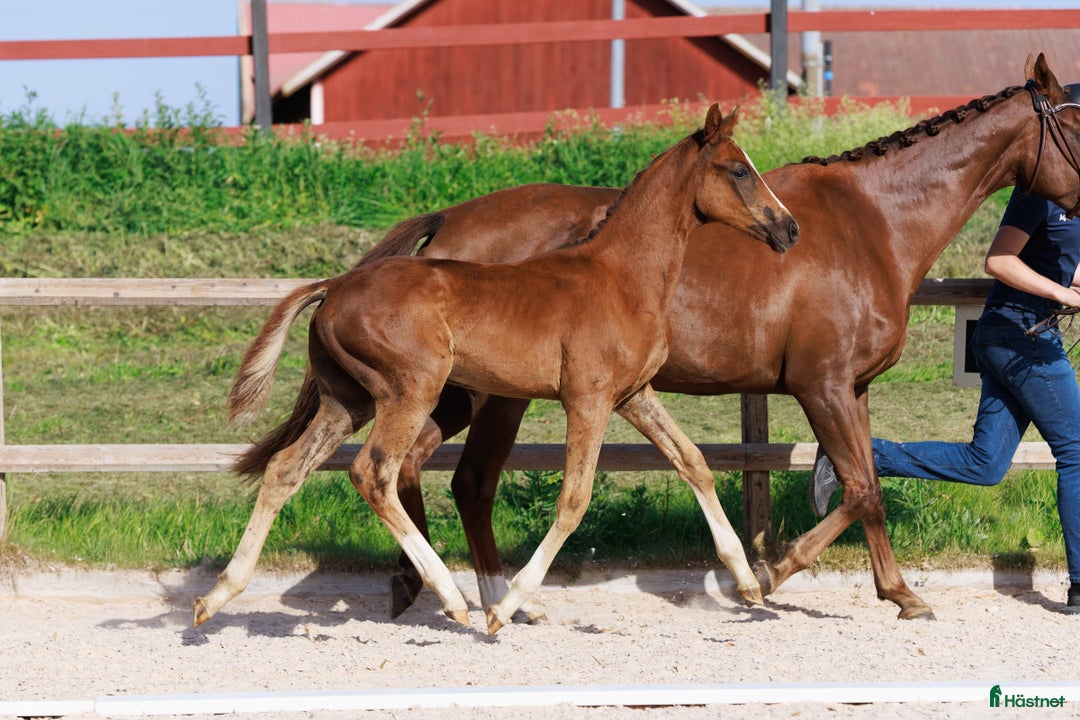Dressyr hästar till salu: Dressyrämne för toppsporten i Östervåla - Annons 3