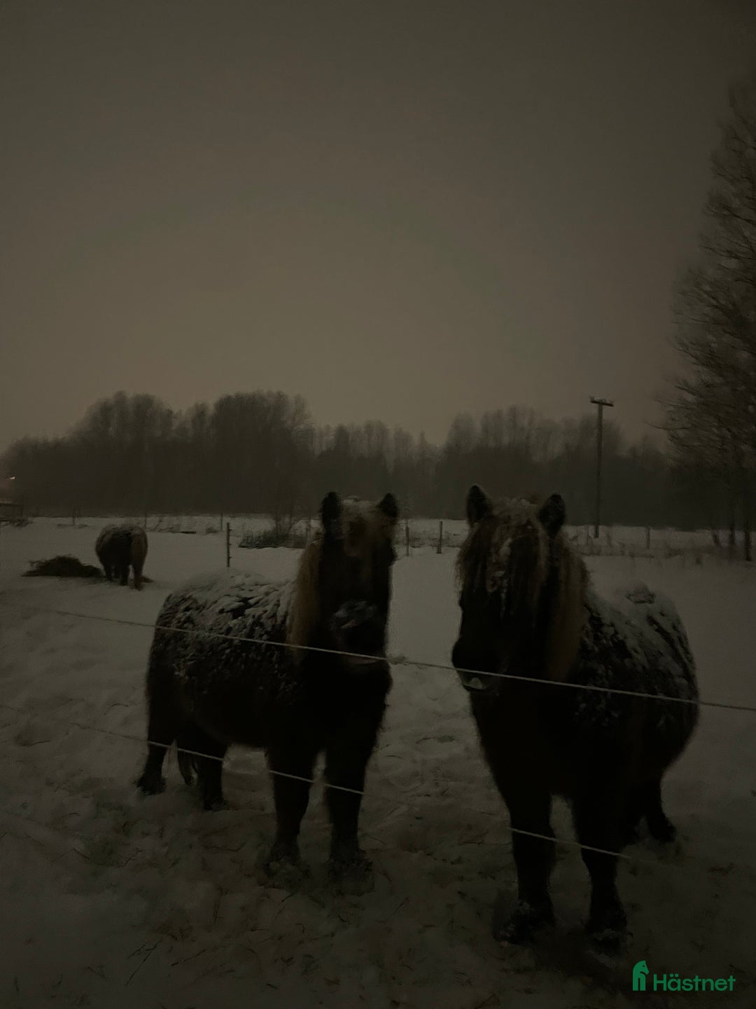 Trav hästar till salu: Trevliga, snälla och duktiga travponnys till salu i Örebro - Annons 12