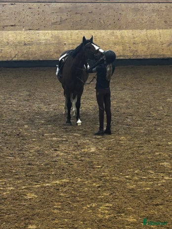 medryttarhäst sökes i Helsingborg - Annons 5