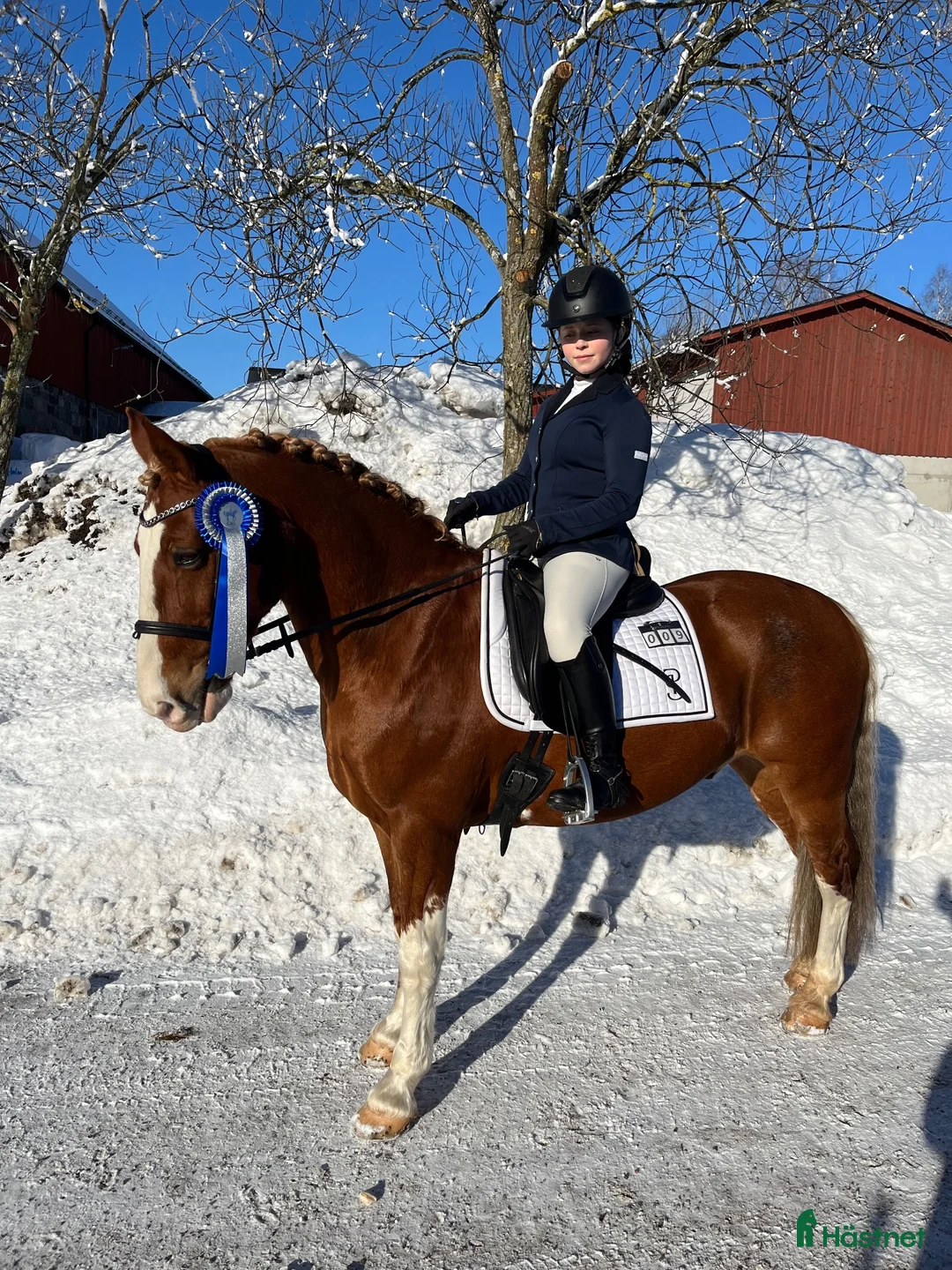 Allround hästar till salu: Vacker maxad c-ponny - Annons 1