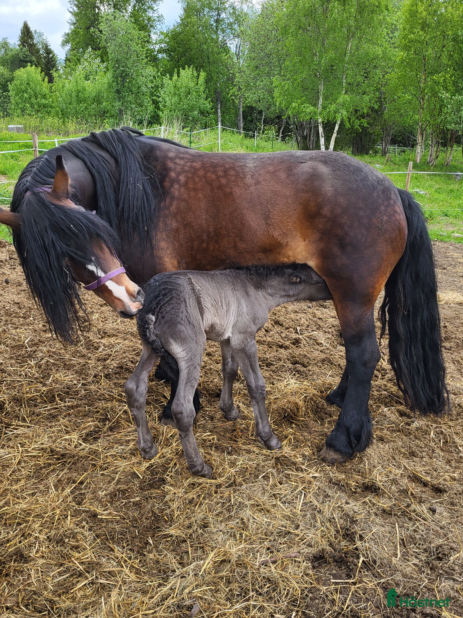  hästar Bruks  nordsvensk sto. - Annons 3