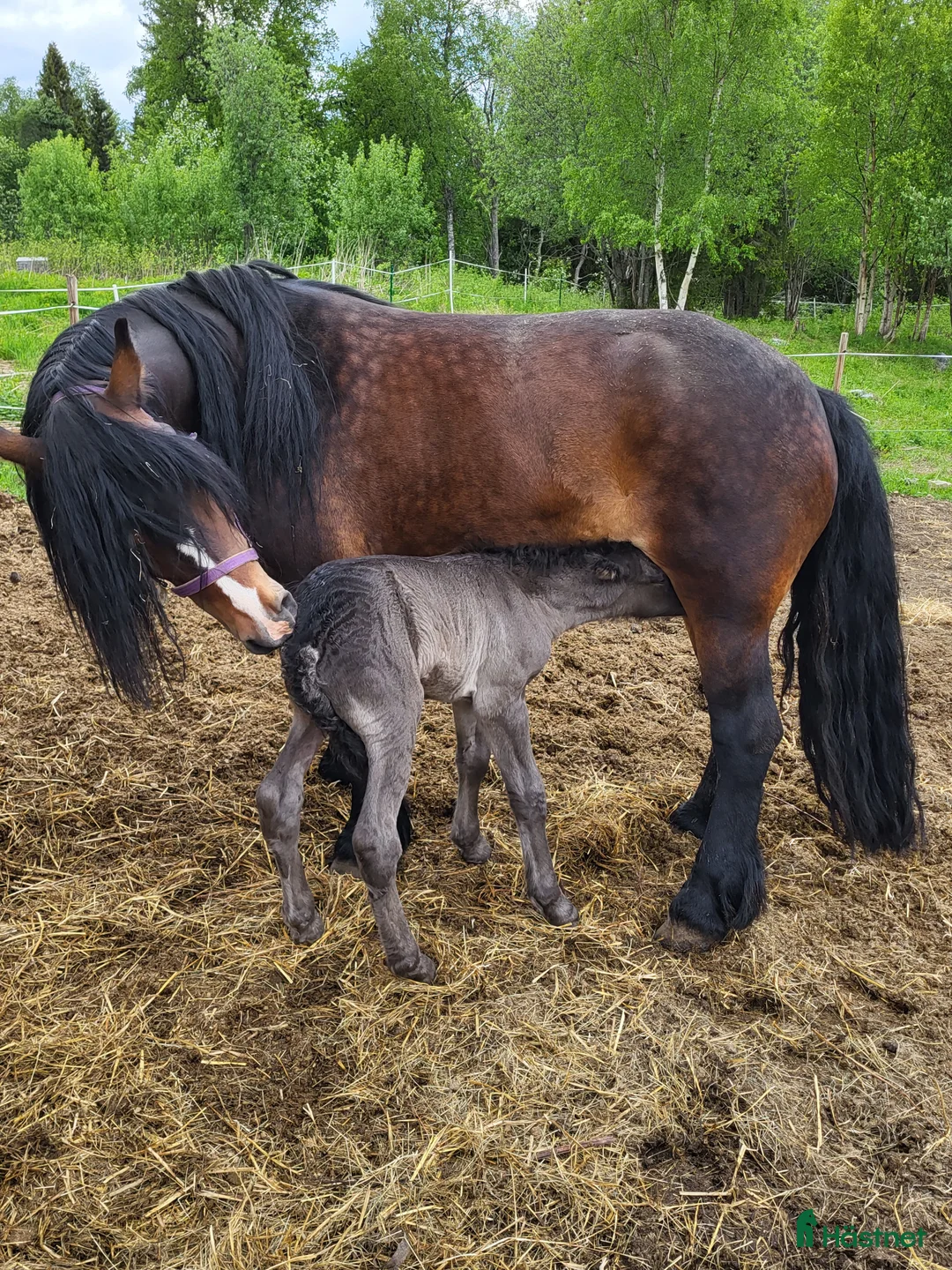 Körning hästar till salu: Bruks  nordsvensk sto. - Annons 1