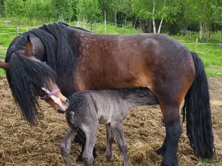 hästar Bruks nordsvensk sto. - Annons 3