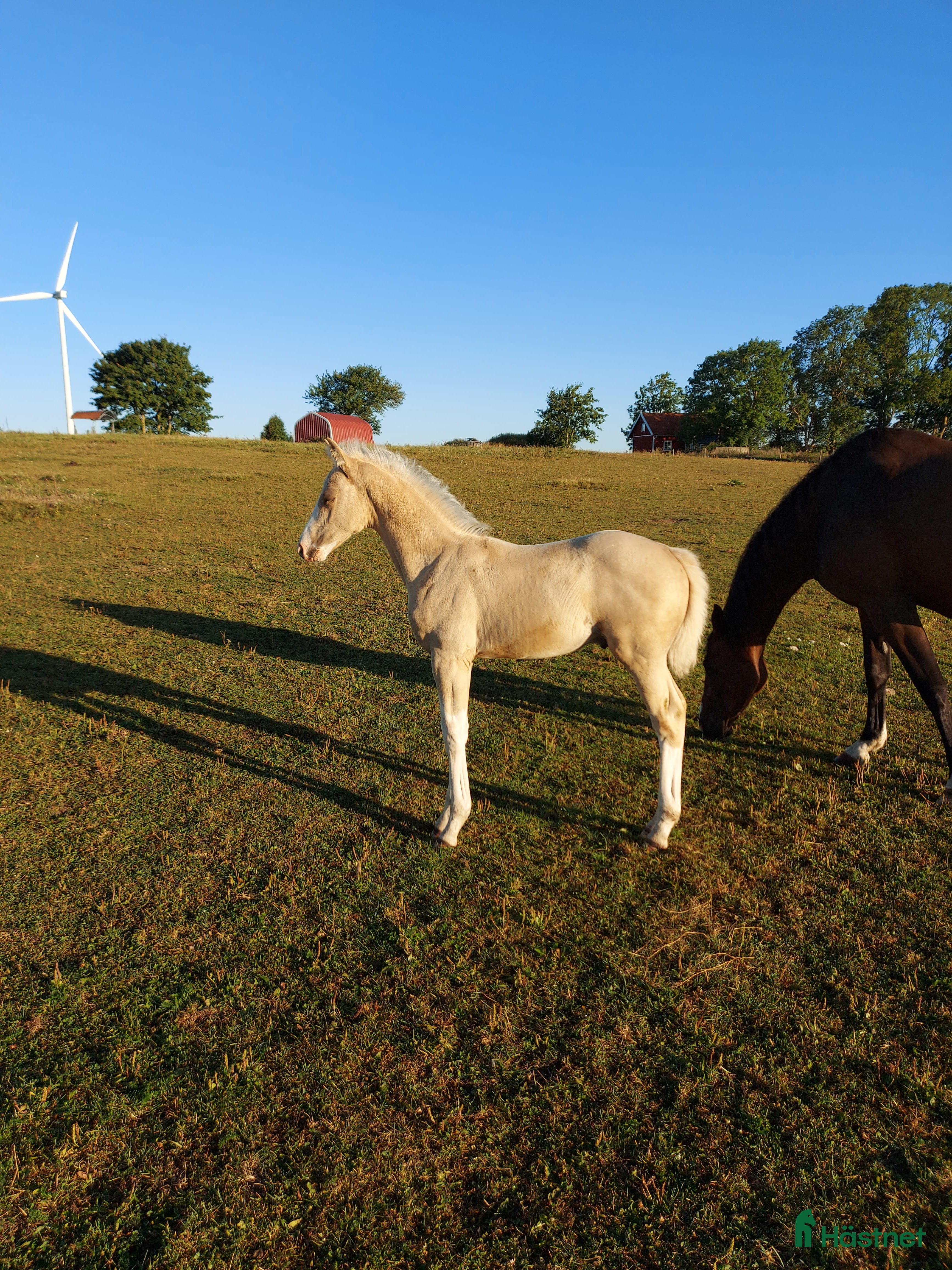  hästar Hingstunge med utstrålning.  i Falköping - Annons 6