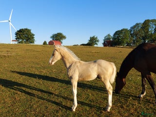 hästar Hingstunge med utstrålning. i Falköping - Annons 1