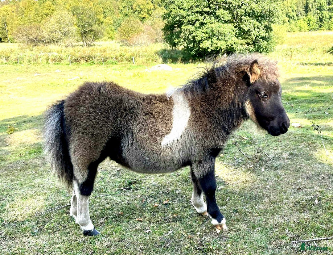 Allround hästar till salu: Bedårande minishetland i Hörby - Annons 5