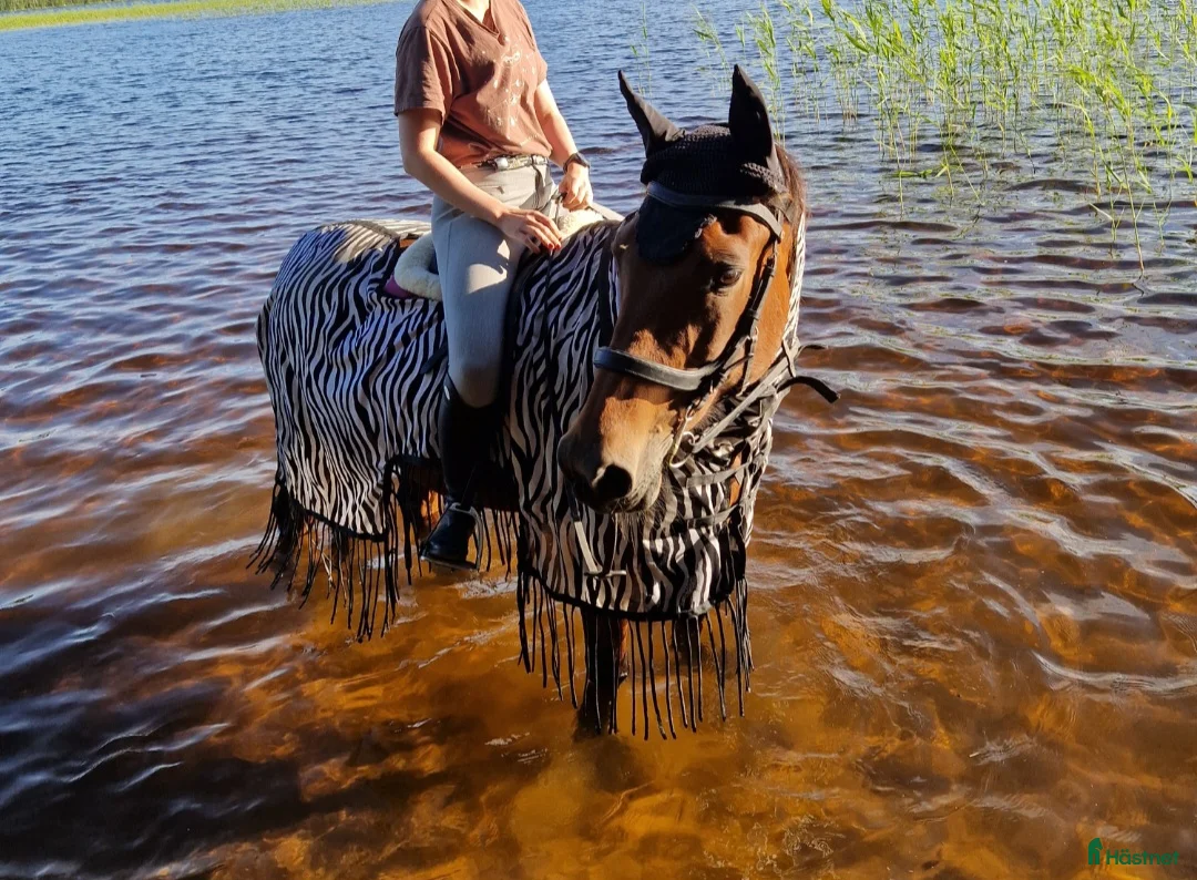 Allround hästar till salu: En otrolig kompis  - Annons 1