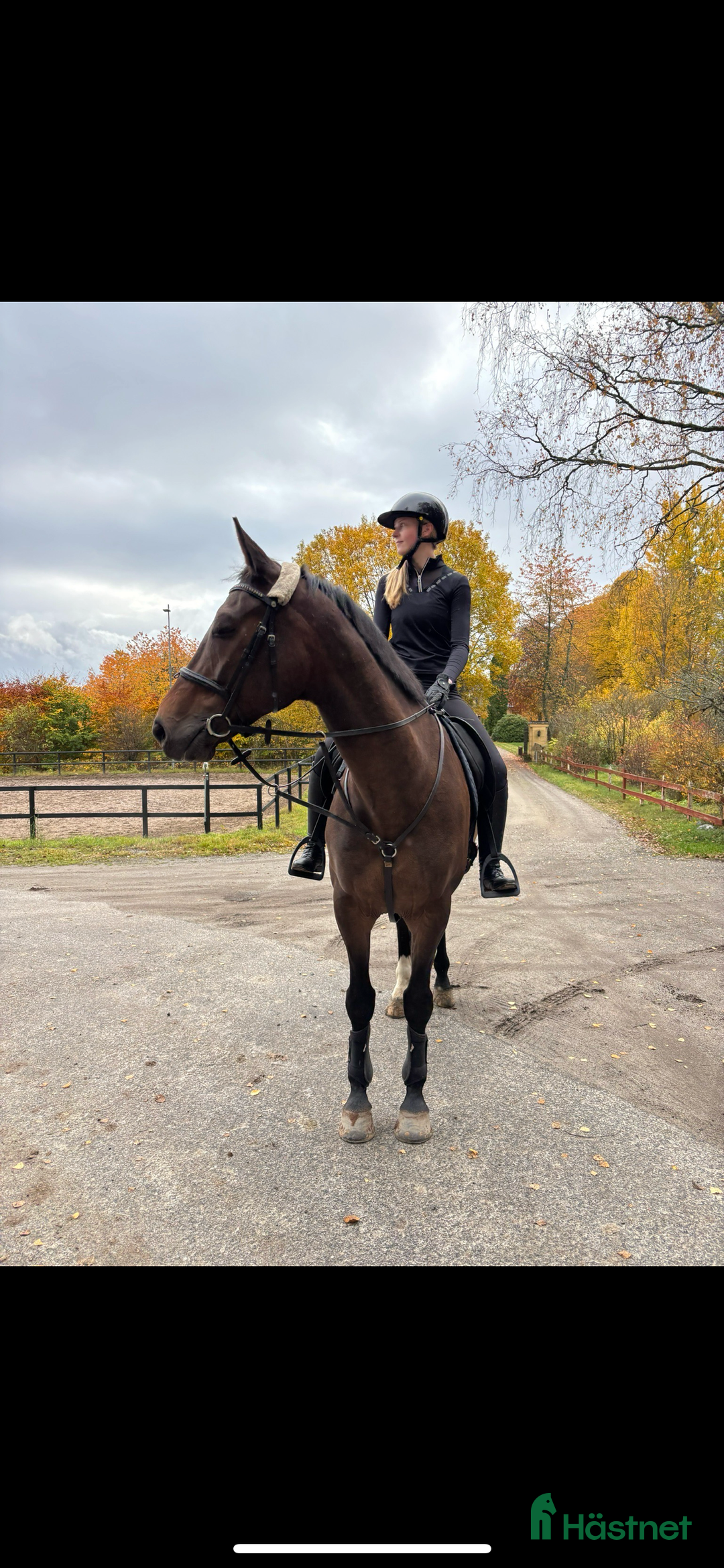  medryttarhäst sökes: Medryttarhäst sökes! i Hägersten - Annons 2