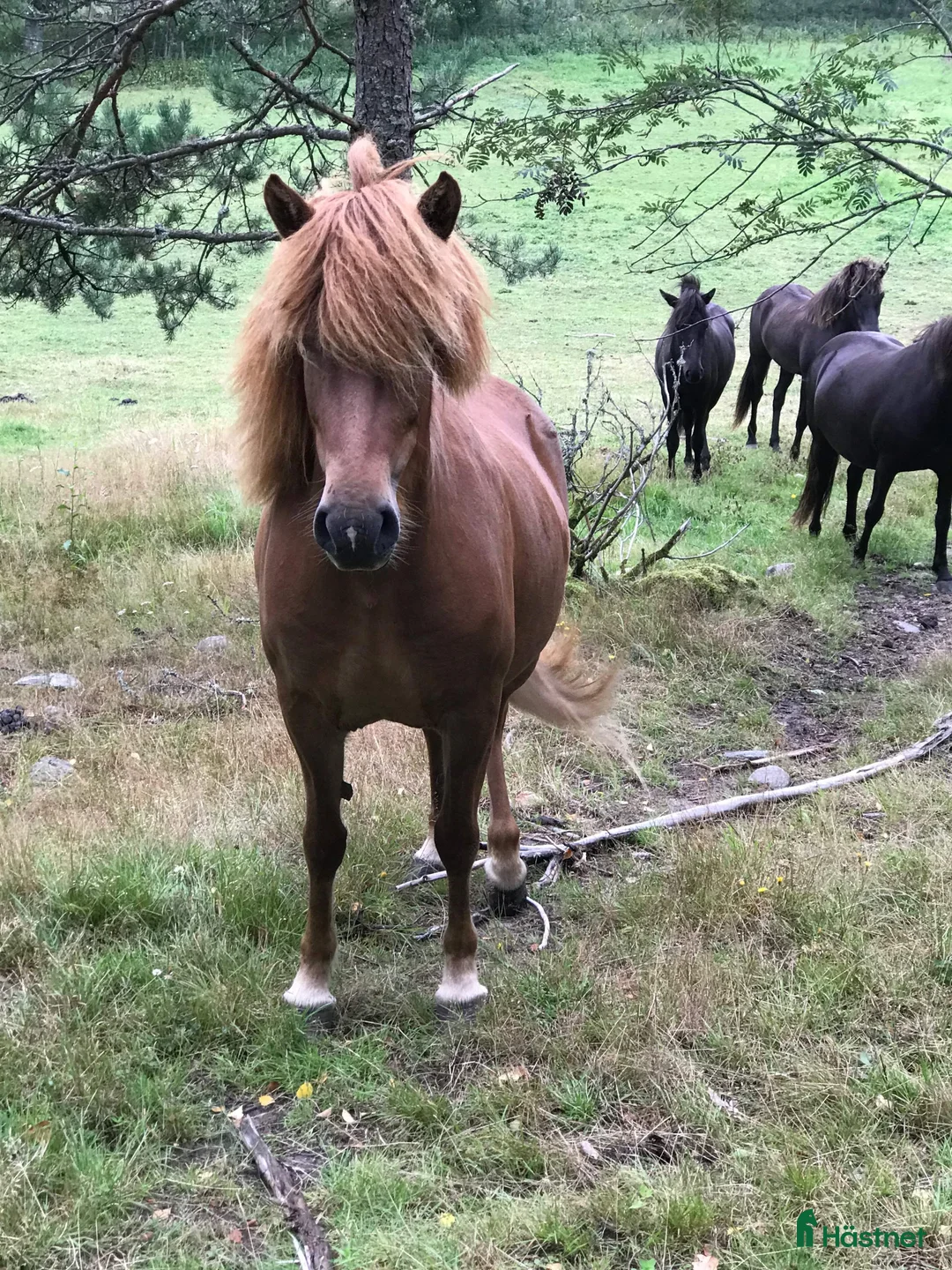 Island hästar till salu: Vackert islandssto i Täby - Annons 5
