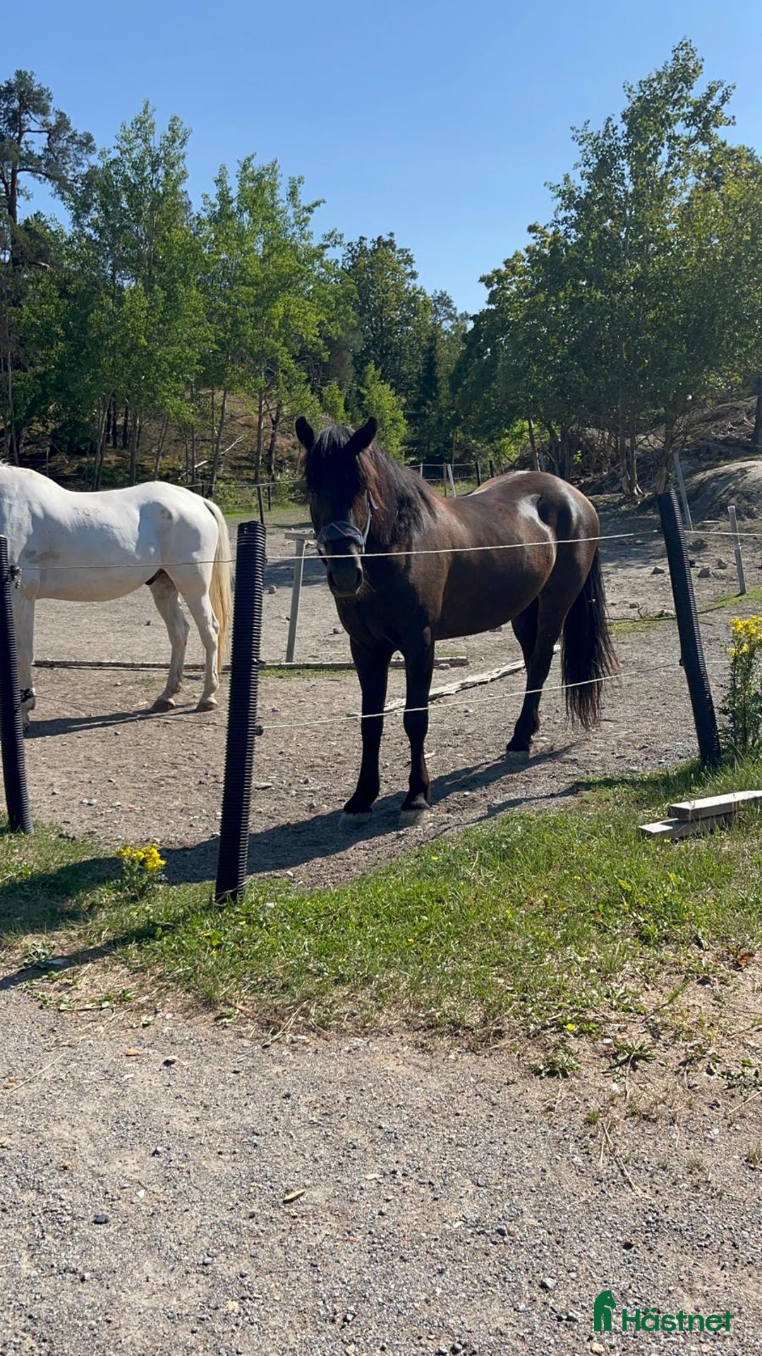 Allround hästar till salu: Sagohäst till salu! i Gustavsberg - Annons 4