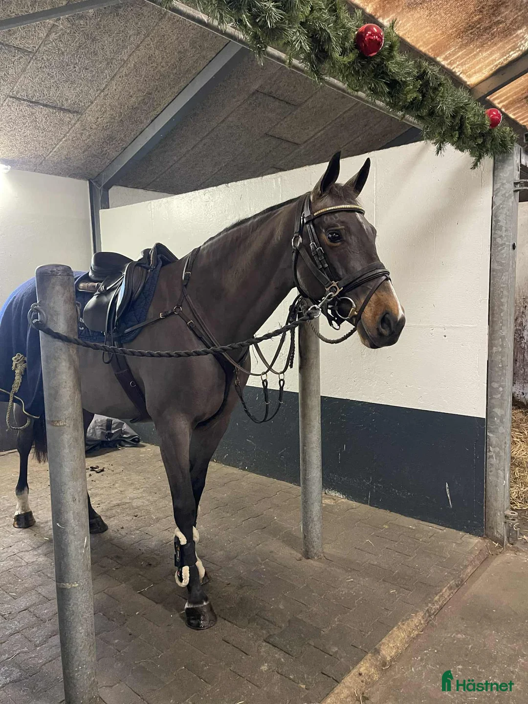 Allround hästar till salu: Fint allroundsto med bra temperament! i Sulsted - Annons 3