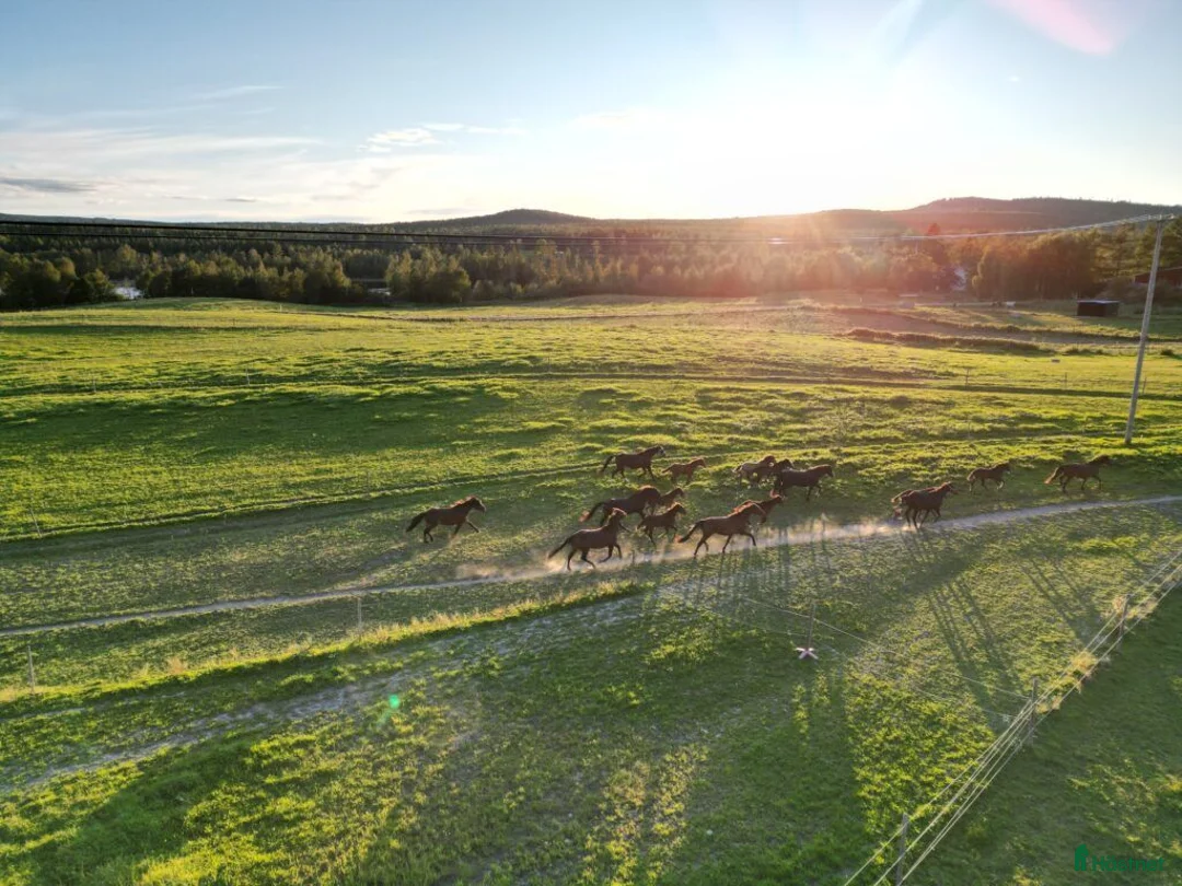  stallplats finnes: PROFESSIONELL LÖSDRIFT | SUNDSVALL  - Annons 2