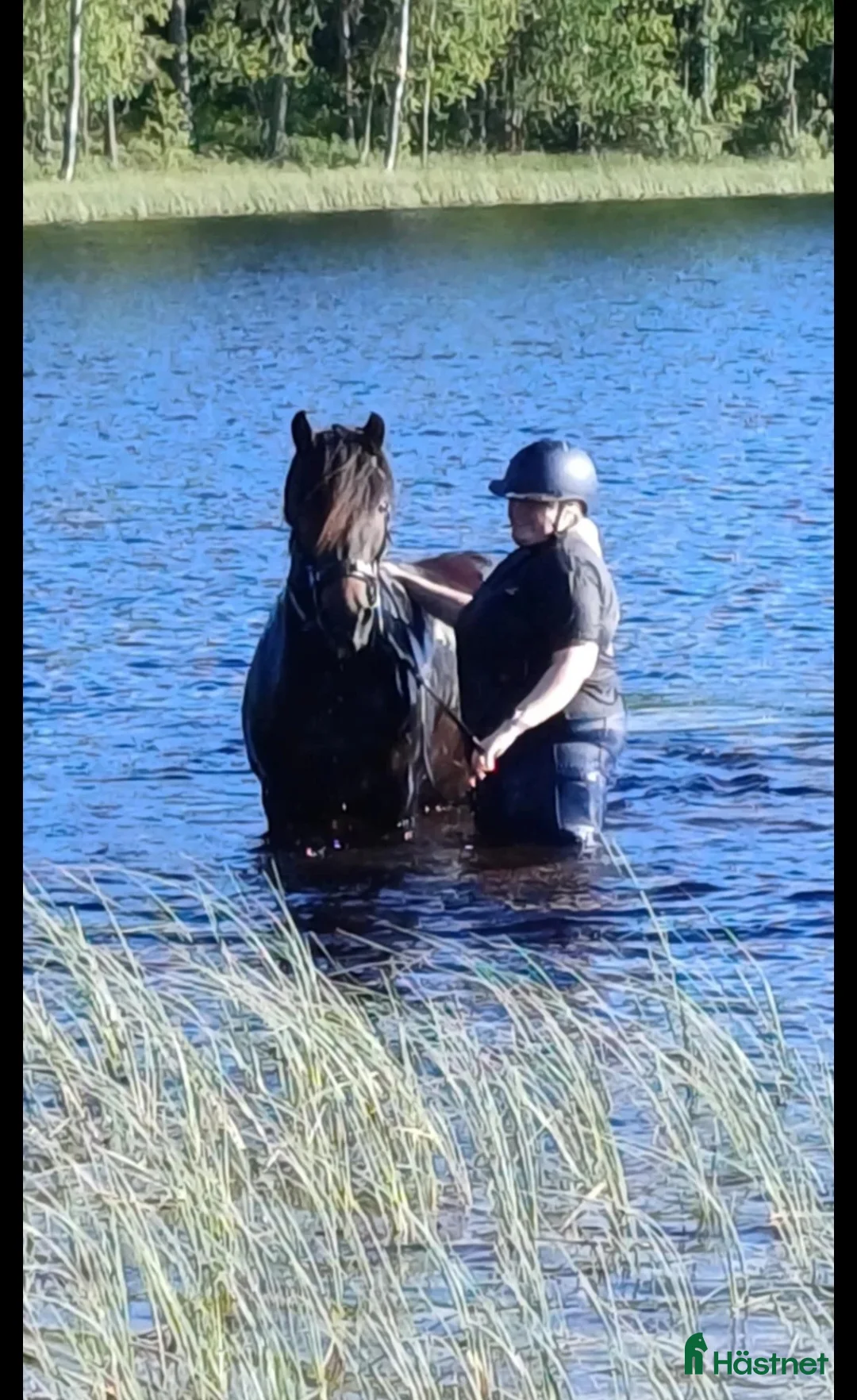 Allround hästar till salu: Herre med hjärtat på rätt ställe i Filipstad - Annons 5