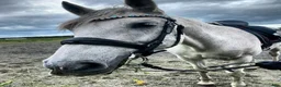 Sällskap hästar till salu: Snällt PRE sto till salu.  - Annons 2