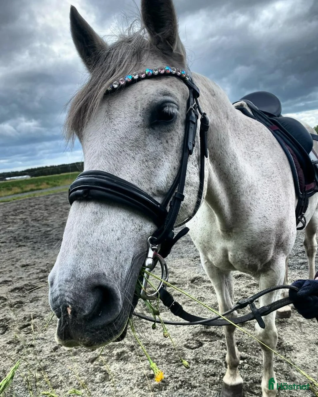 Sällskap hästar till salu: Snällt PRE sto till salu.  - Annons 2