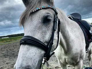 hästar Snällt PRE sto till salu. - Annons 1