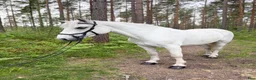 Allround hästar till salu: Härlig Ponny  - Annons 1