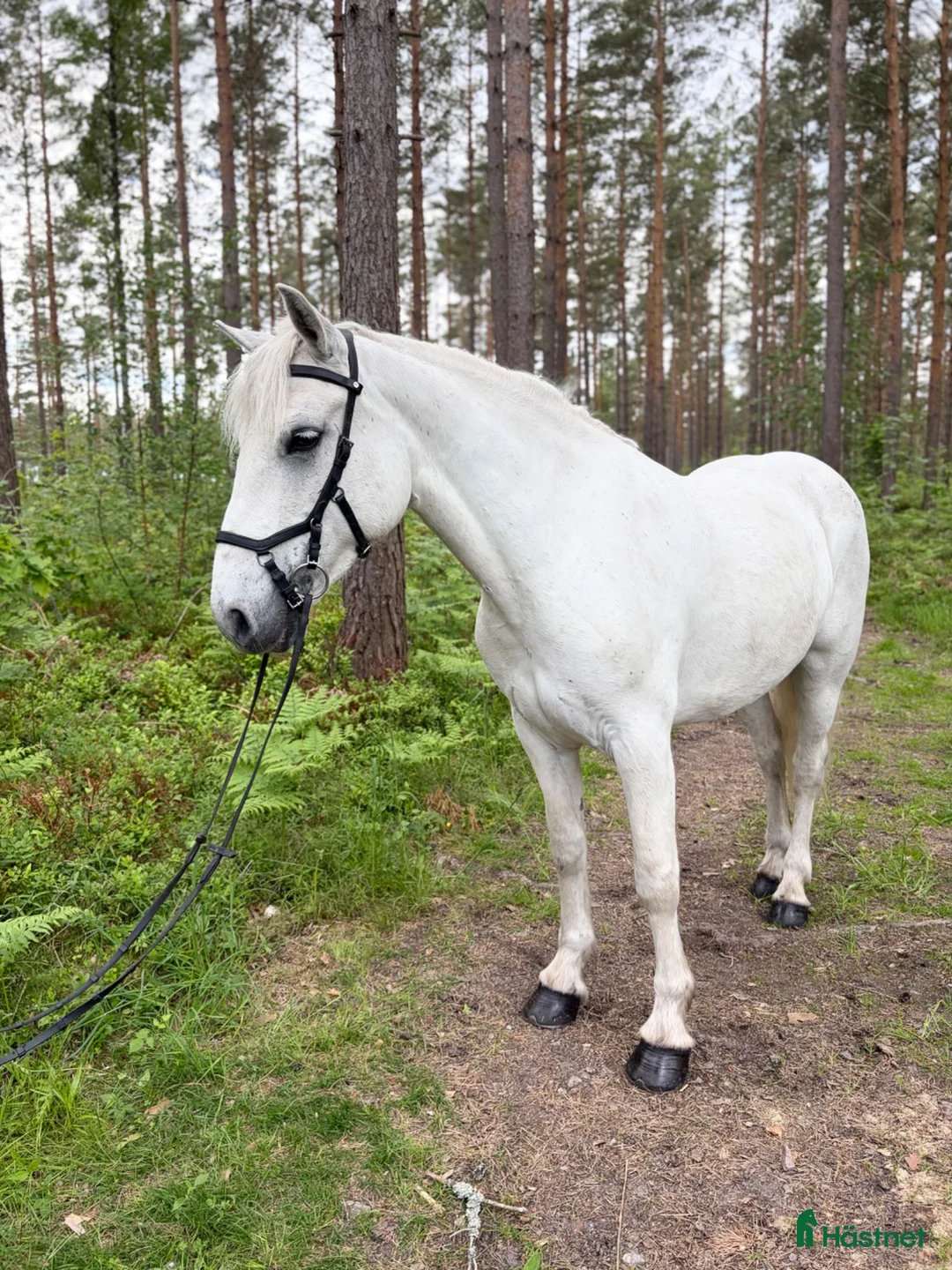Allround hästar till salu: Härlig Ponny  - Annons 1