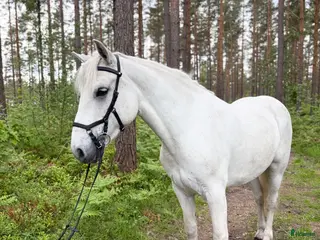 Allround hästar till salu: Härlig Ponny - Annons 2