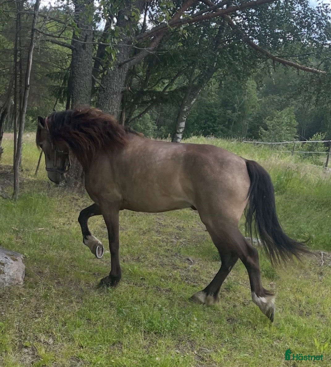  hästar till salu: Kallblodstravare säljes som sällskapshäst - Annons 2