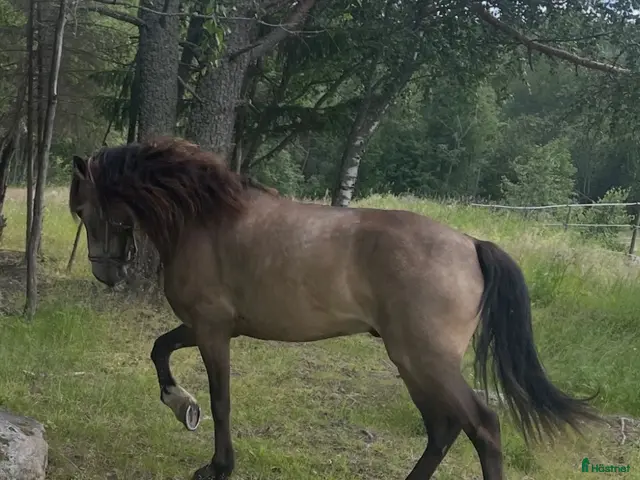 hästar till salu: Kallblodstravare säljes som sällskapshäst - Annons 2