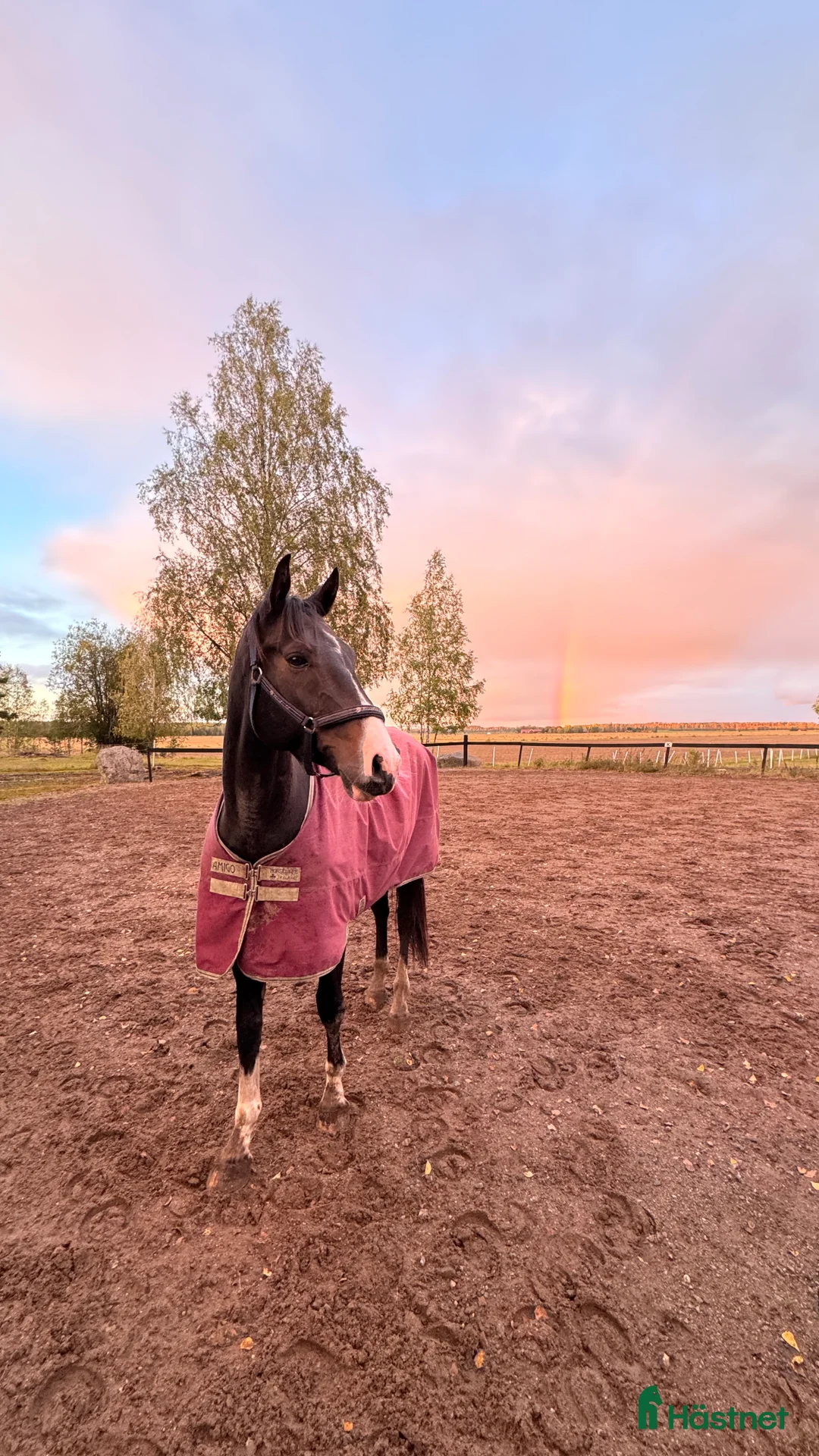  hästservice finnes: Förmedling, utbildning, träning, tävling i Skultuna - Annons 6