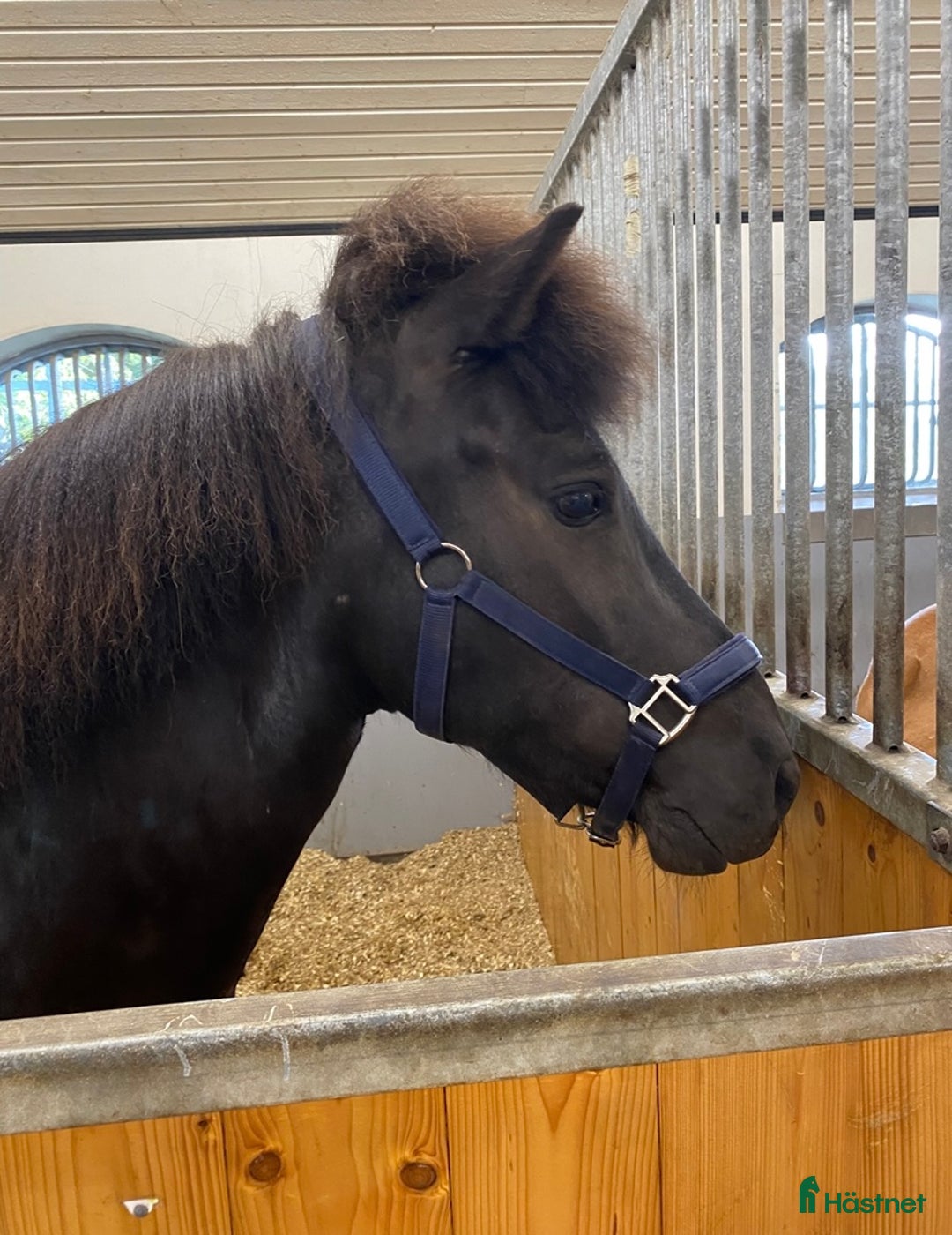 Island hästar till salu: Islandshäst i Munkedal - Annons 3