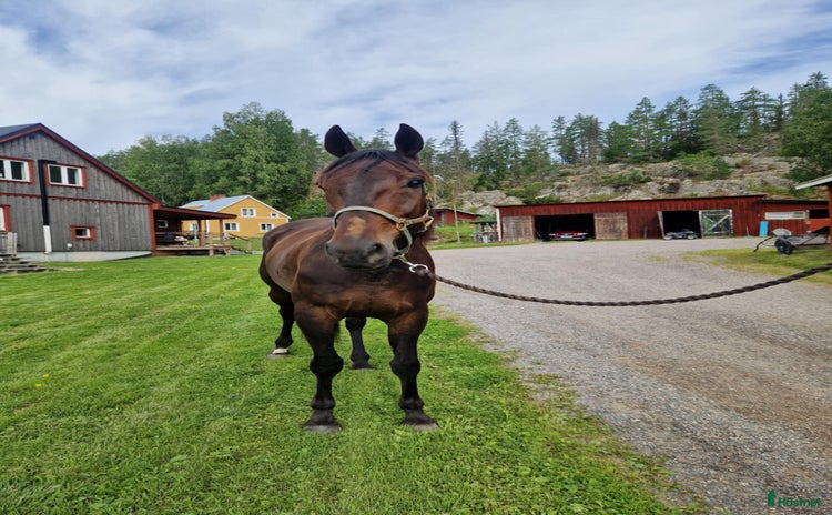  hästar i Timrå - Annons 4