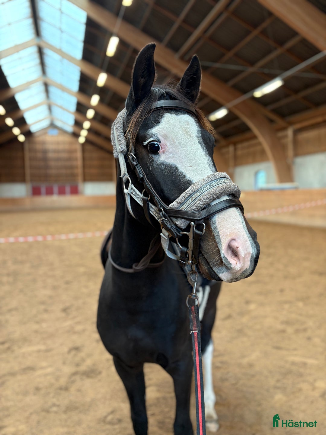 Hoppning hästar till salu: Härlig 2års-valack i Tjällmo - Annons 3