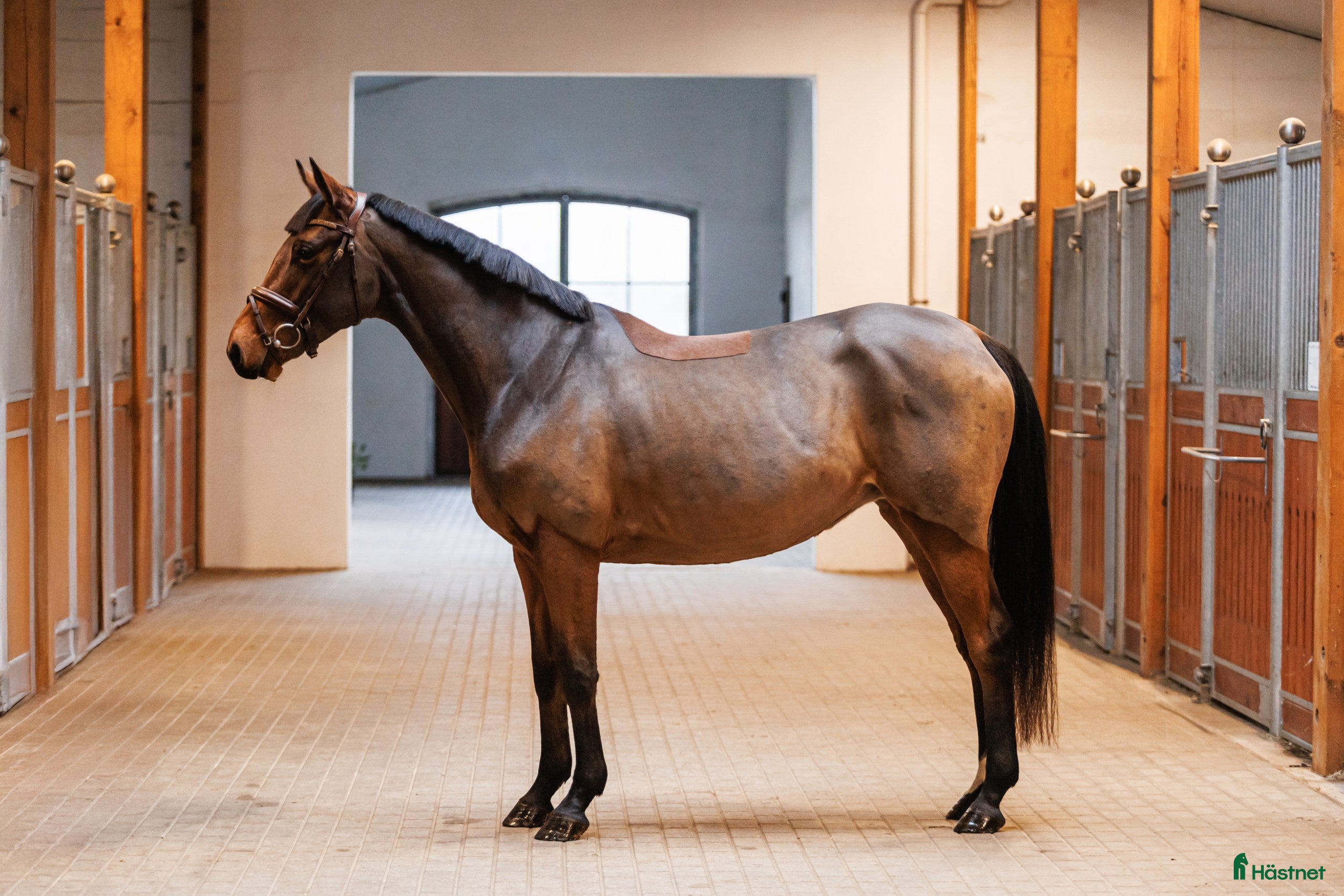  hästar Nice project for showjumping/eventing - Annons 7