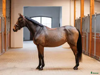 hästar Nice project for showjumping/eventing - Annons 7