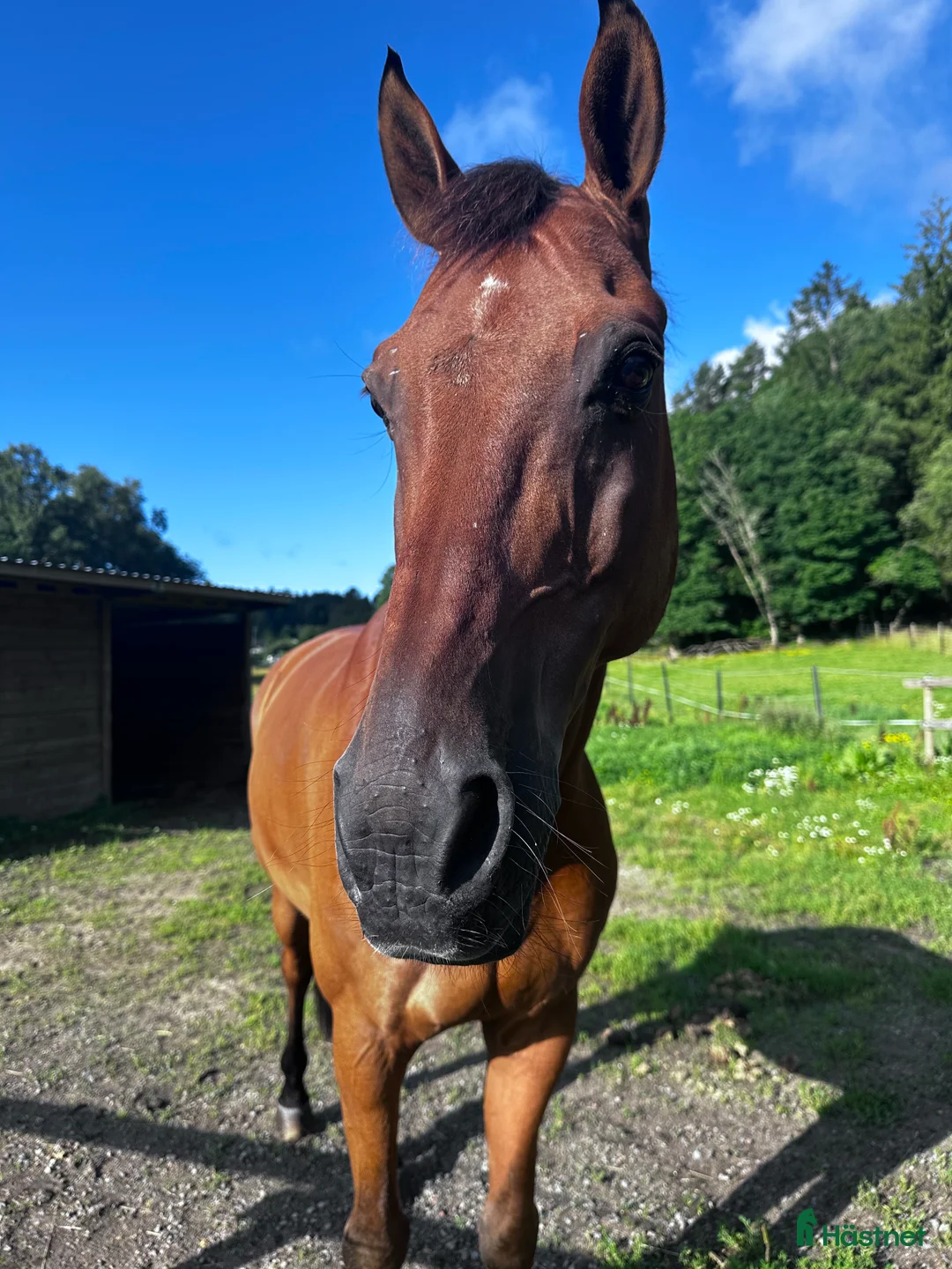 Dressyr hästar till salu: Mor och dotter häst eller Far och son häst i Härryda - Annons 1